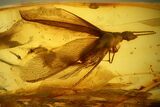 Detailed Fossil Winged Termite (Isoptera) In Baltic Amber #139022-1